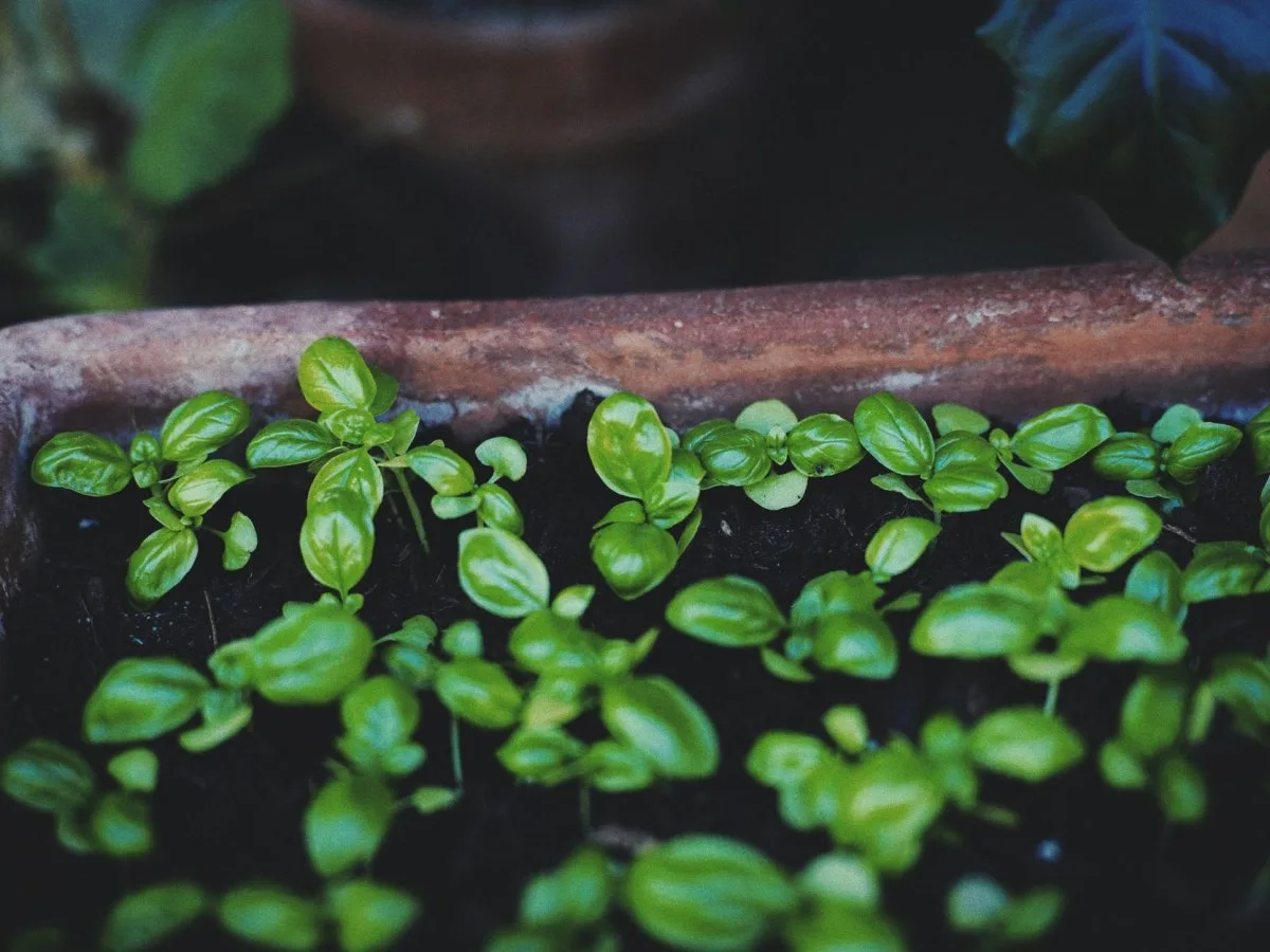 Young green basil seedlings growing in a rectangular terracotta pot with dark soil.