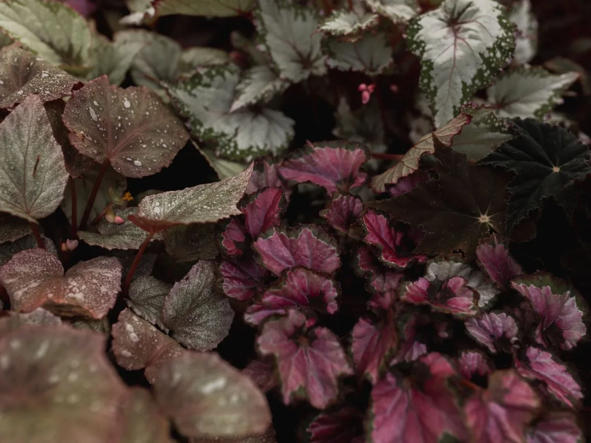 Primo piano di foglie di begonia con motivi maculati in toni di porpora, verde e argentato, che ne evidenziano la texture e il colore su uno sfondo scuro.